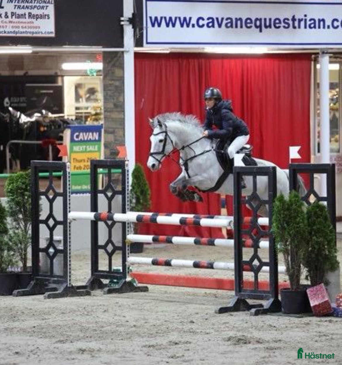  hästar 7yr old 148 by Captain Cruise! - Annons 13