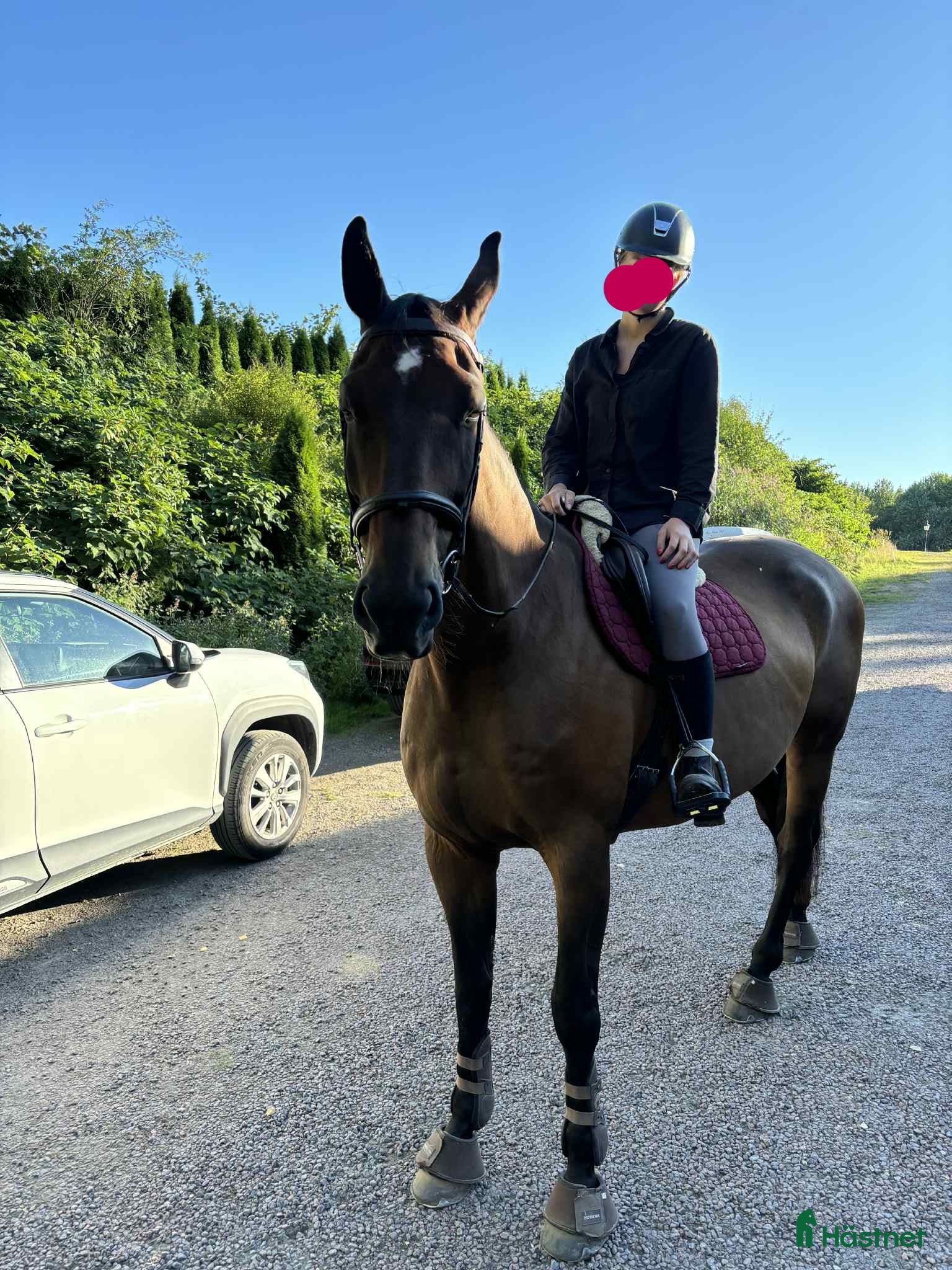  hästar Keltic söker sitt sista och bästa hem i Gothenburg - Annons 4