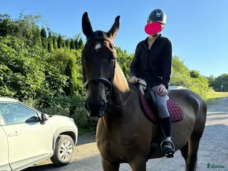 hästar Keltic söker sitt sista och bästa hem i Gothenburg - Annons 4