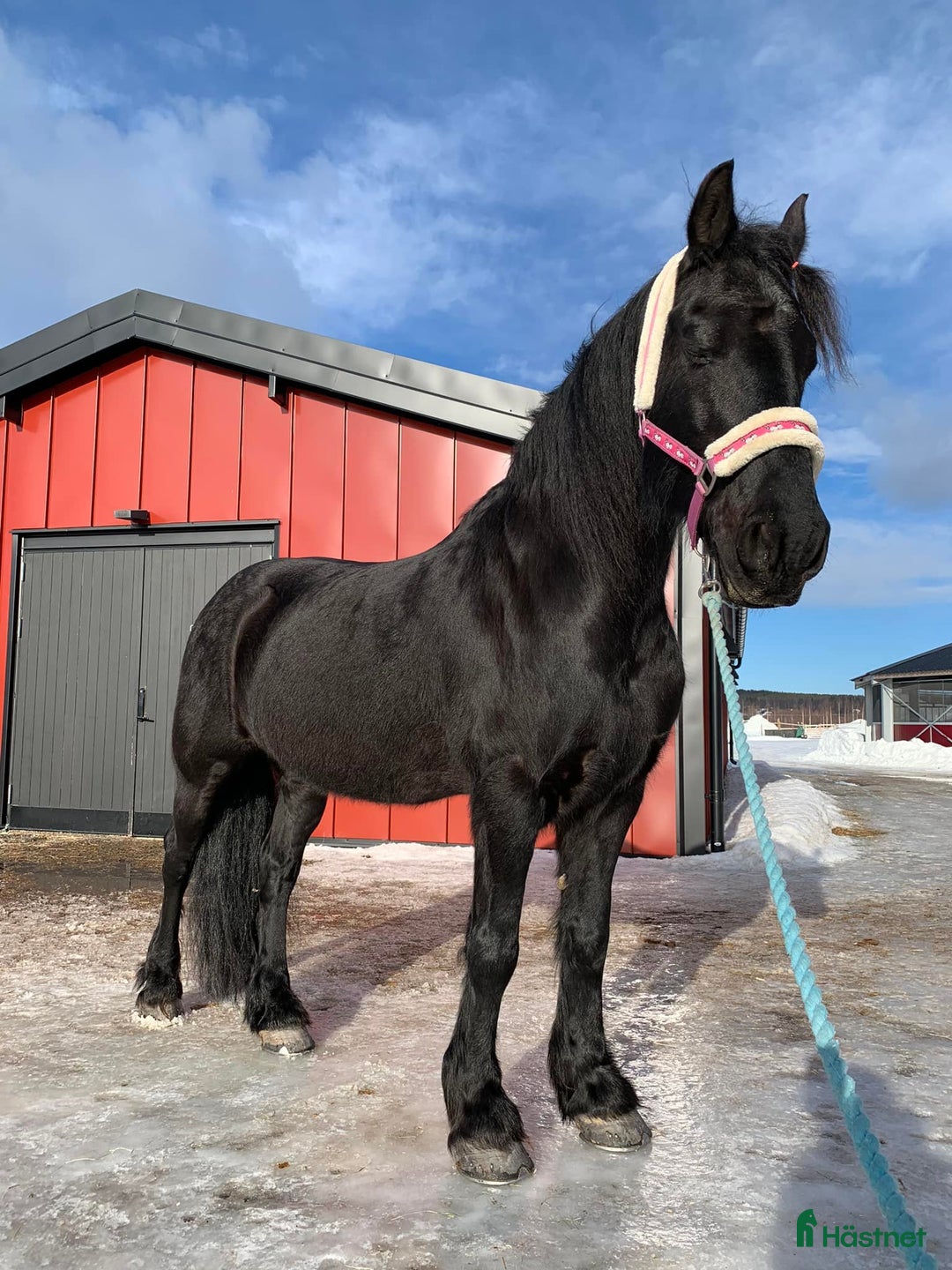 Allround hästar till salu: ***Reserverad*** Maffig & kraftfull frieservalack  i Luleå - Bild 4