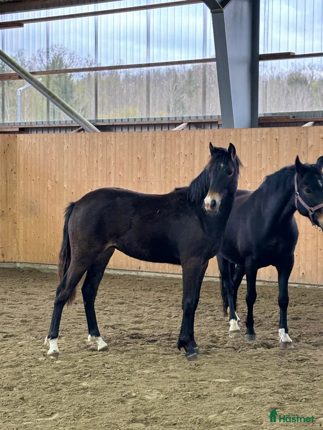Allround hästar till salu: Fina Pommes-ponnyn - Annons 3