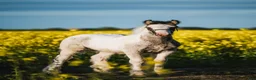 Allround hästar till salu: Fantastisk Irish cob hingstföl  - Annons 1