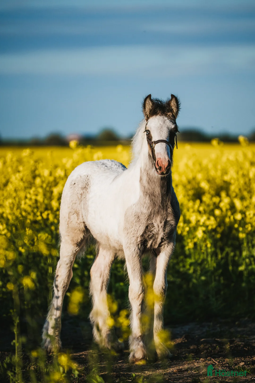 Allround hästar till salu: Fantastisk Irish cob hingstföl  - Annons 1