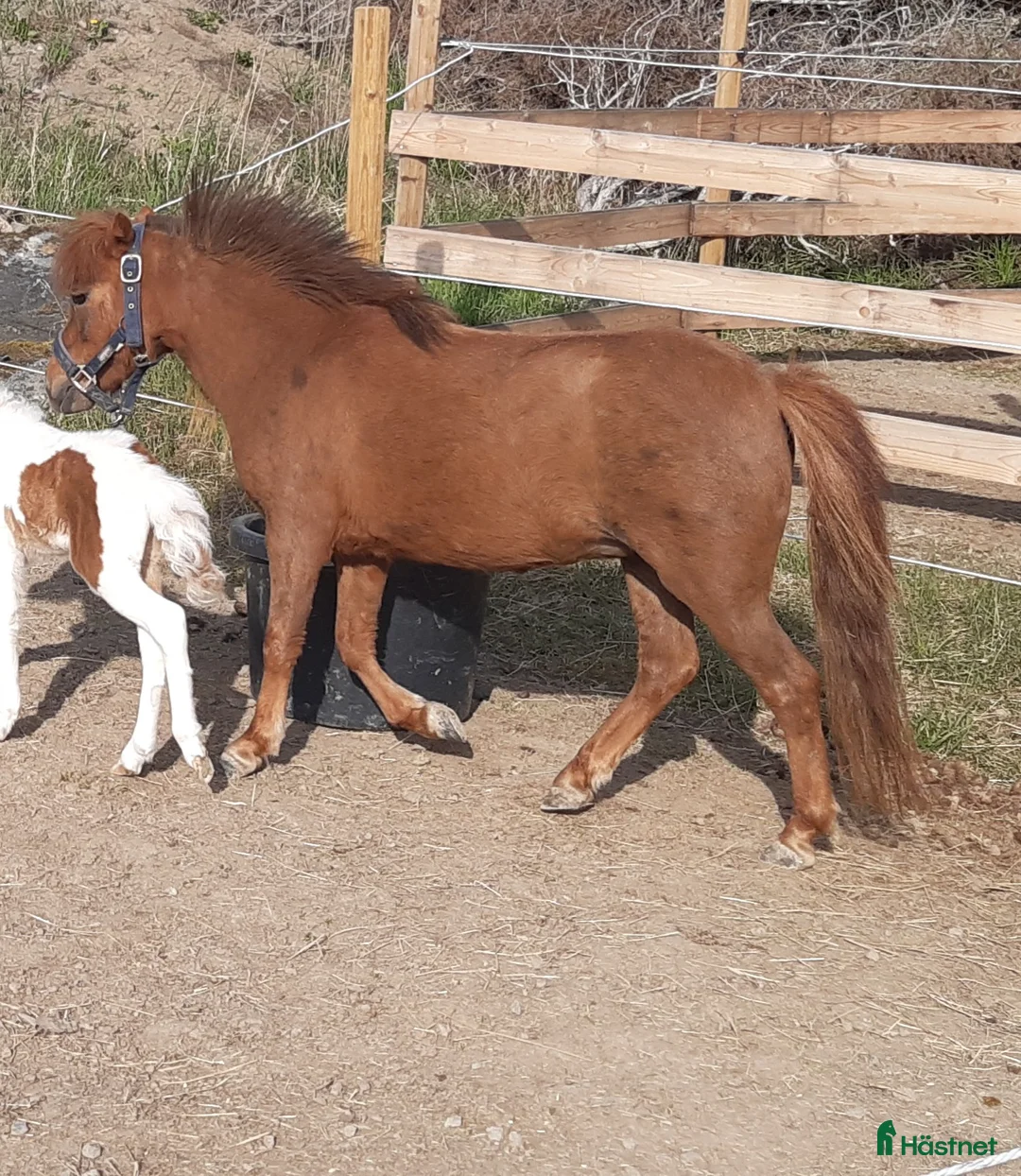 Övrigt hästar till salu: Vackert miniatyrhäst sto! i Örsundsbro - Annons 3