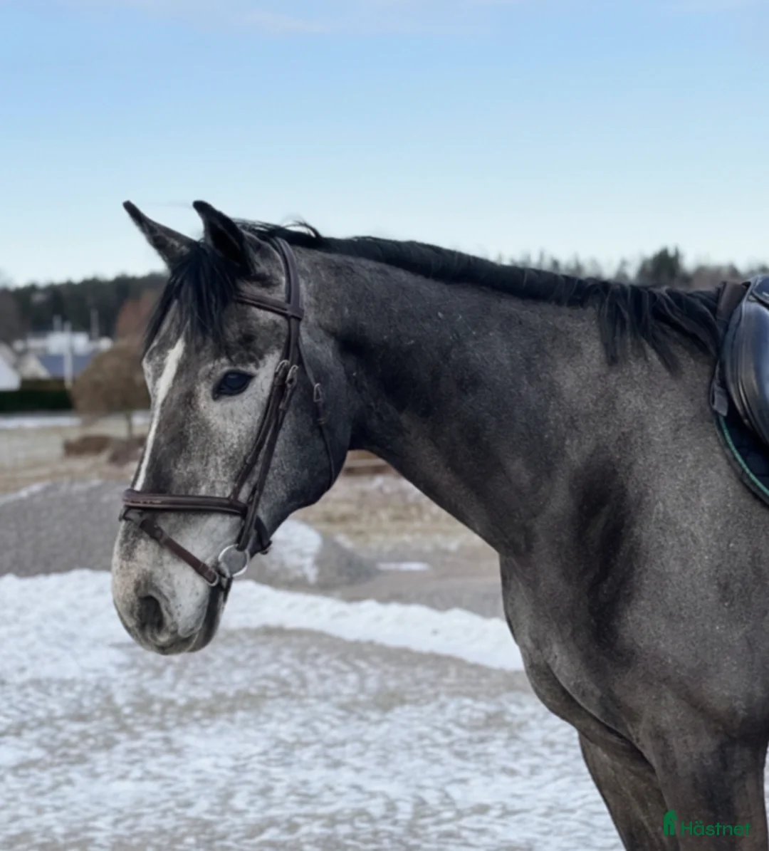 Allround hästar till salu: Trevlig allroundhäst/verksamhetshäst  - Annons 1