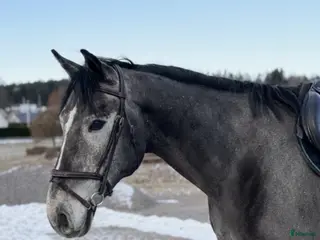Allround hästar till salu: Trevlig allroundhäst/verksamhetshäst - Annons 1