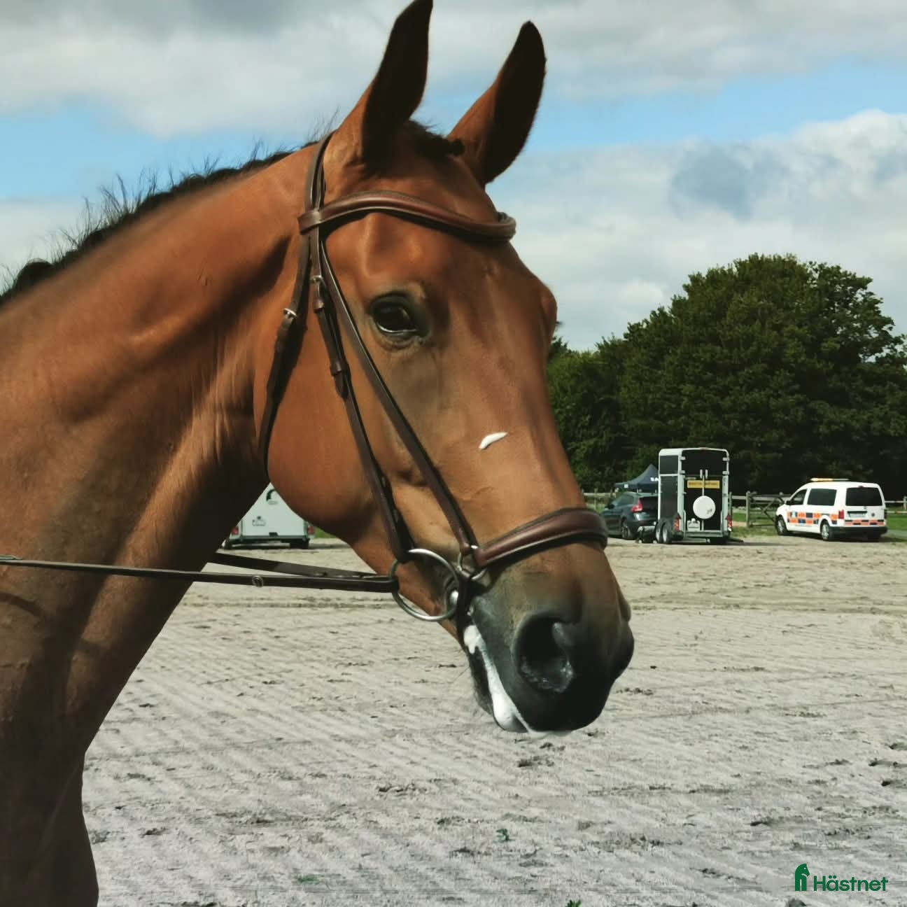  hästar Dressyrhäst som kan hoppa - Annons 1