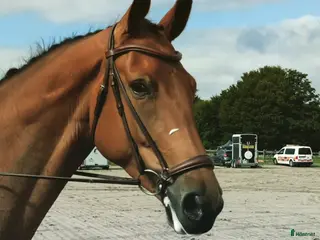 hästar Dressyrhäst som kan hoppa - Annons 1