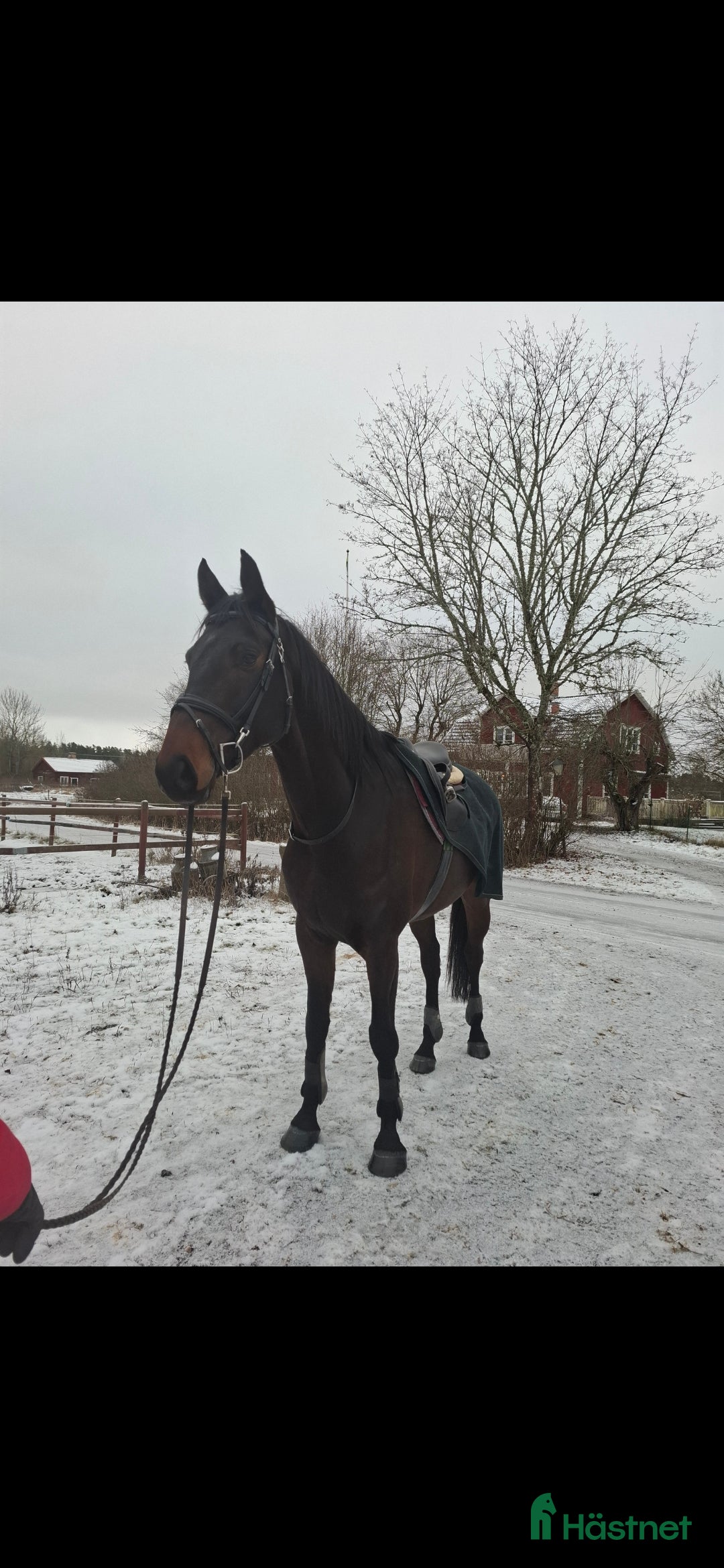 Allround hästar till salu: Grön 7 åring letar nytt kärleksfullt hem  i Kungsör - Annons 1