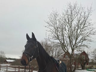 hästar Grön 7 åring letar nytt kärleksfullt hem i Kungsör - Annons 14