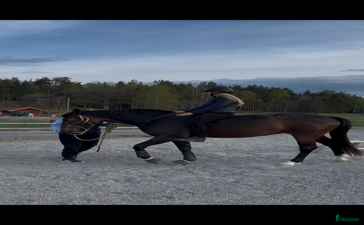  hästar i Vagnhärad - Annons 4