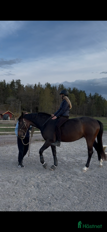 hästar i Vagnhärad - Annons 4