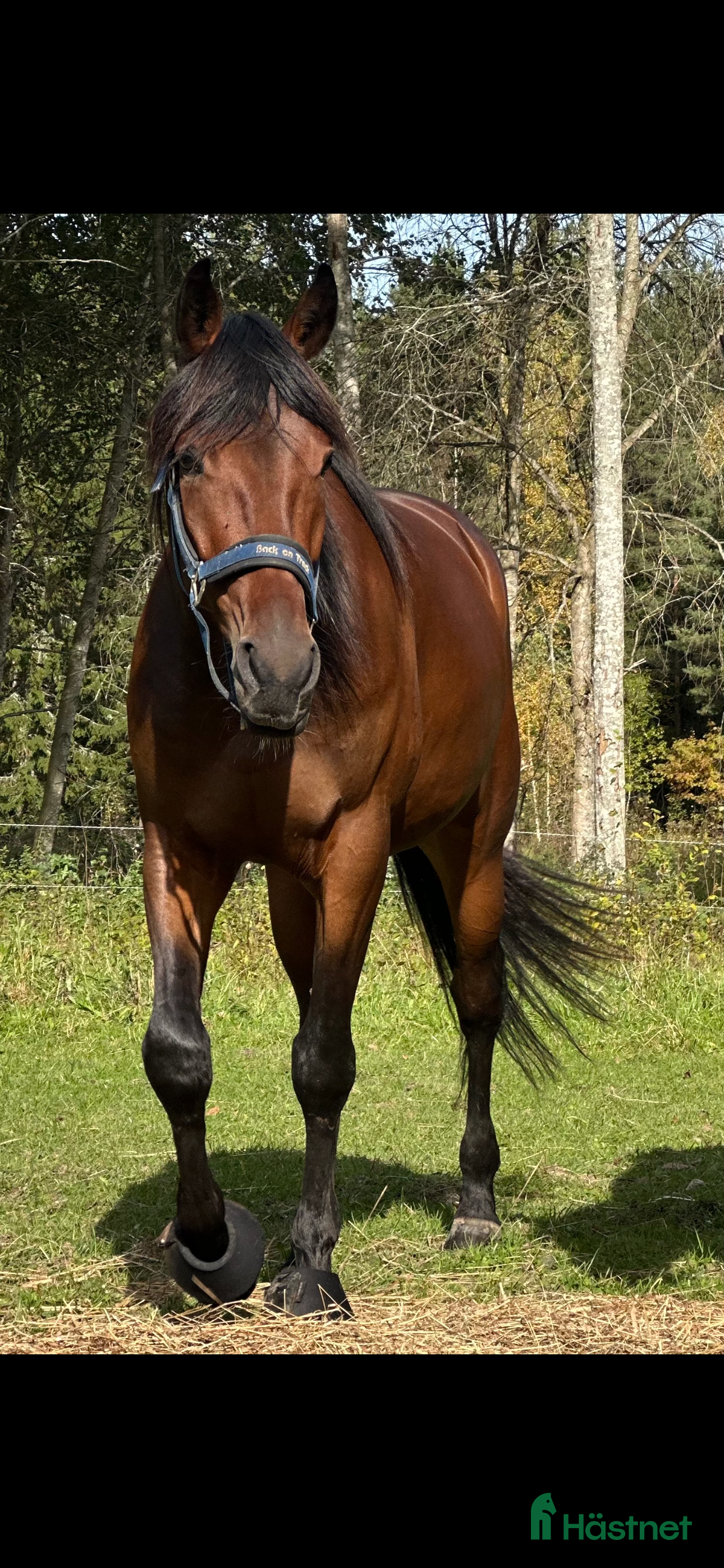  hästar Charmig Gosegris i Avesta - Annons 1