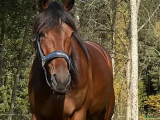 hästar Charmig Gosegris i Avesta - Annons 1