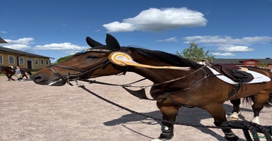  hästar i Uppsala - Annons 15