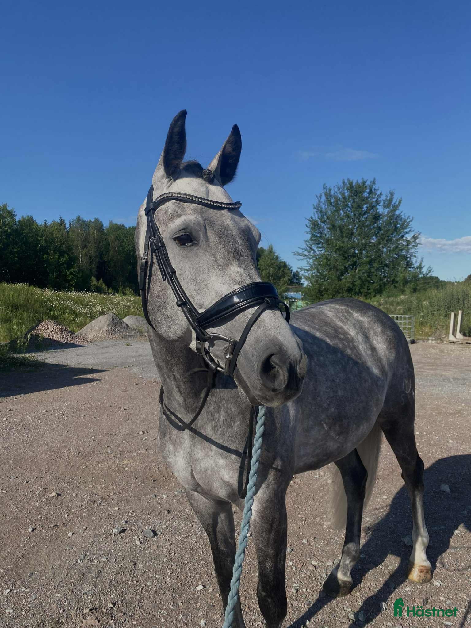  hästar Trevlig dressyrhäst i Västerås - Annons 12