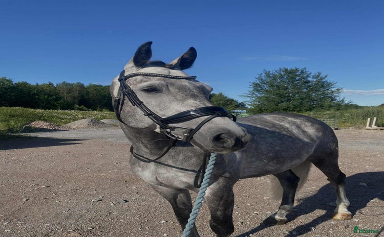  hästar i Västerås - Annons 11