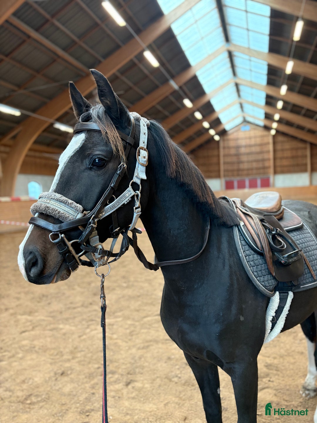 Hoppning hästar till salu: Härlig 2års-valack i Tjällmo - Annons 2