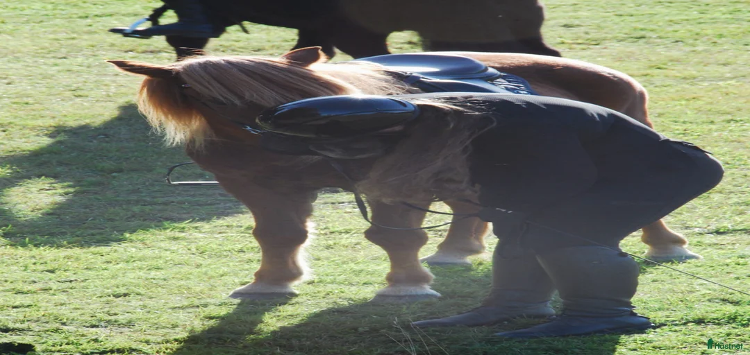 Galleribild {{count}}