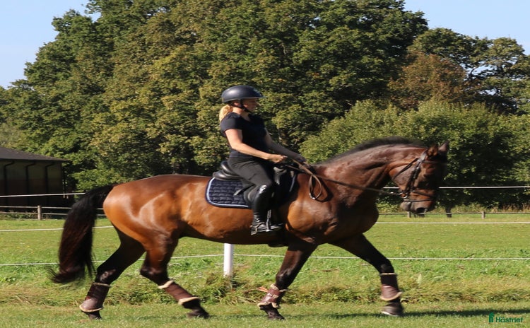  hästar i Sennan - Annons 2