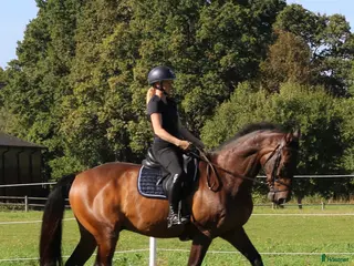 hästar Mycket tävlingsvan och stabil valack i Sennan - Annons 7