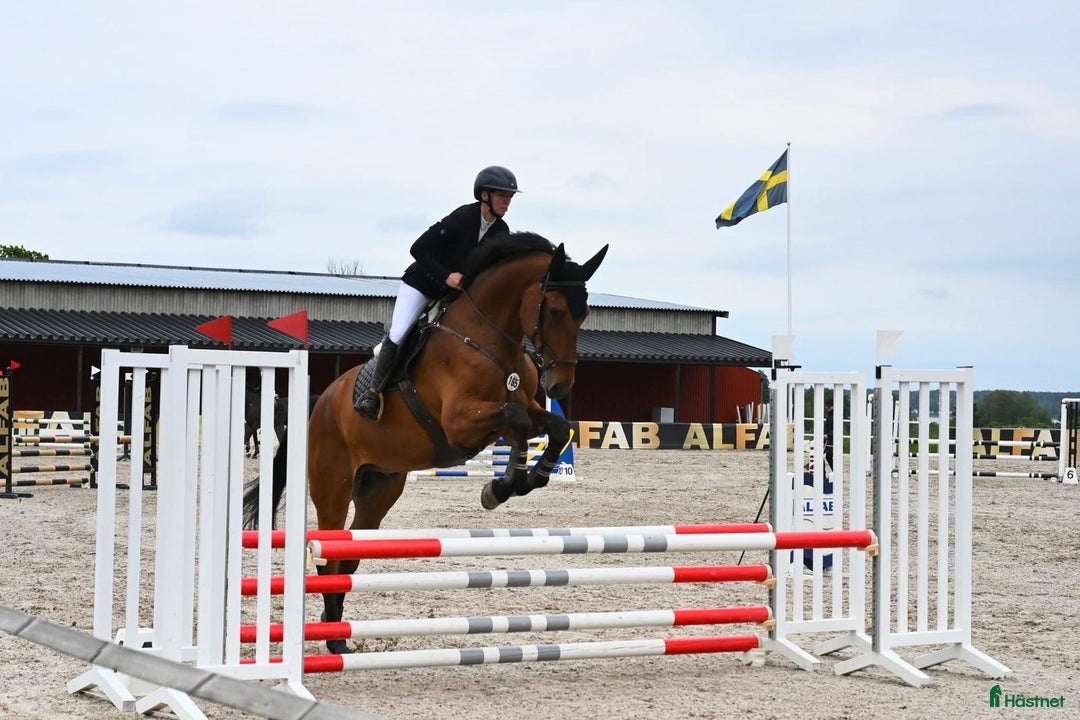 Hoppning hästar till salu: Cool valack med kraftfullt språng i Strängnäs - Annons 2