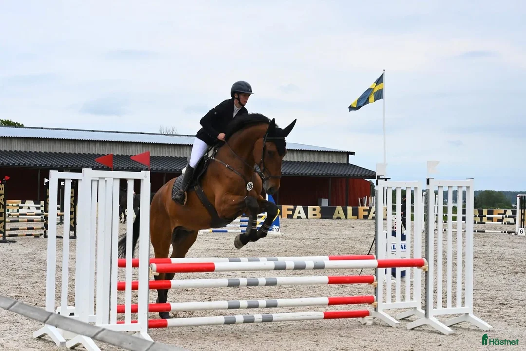 Hoppning hästar till salu: SWB valack med hoppstam i Strängnäs - Annons 2