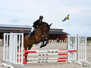 hästar SWB valack 6 år - Annons 5