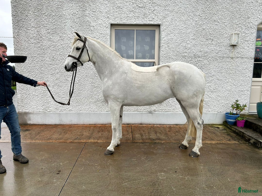 Allround hästar till salu: Alrounder/ Club Ponies i Vrigstad - Annons 8