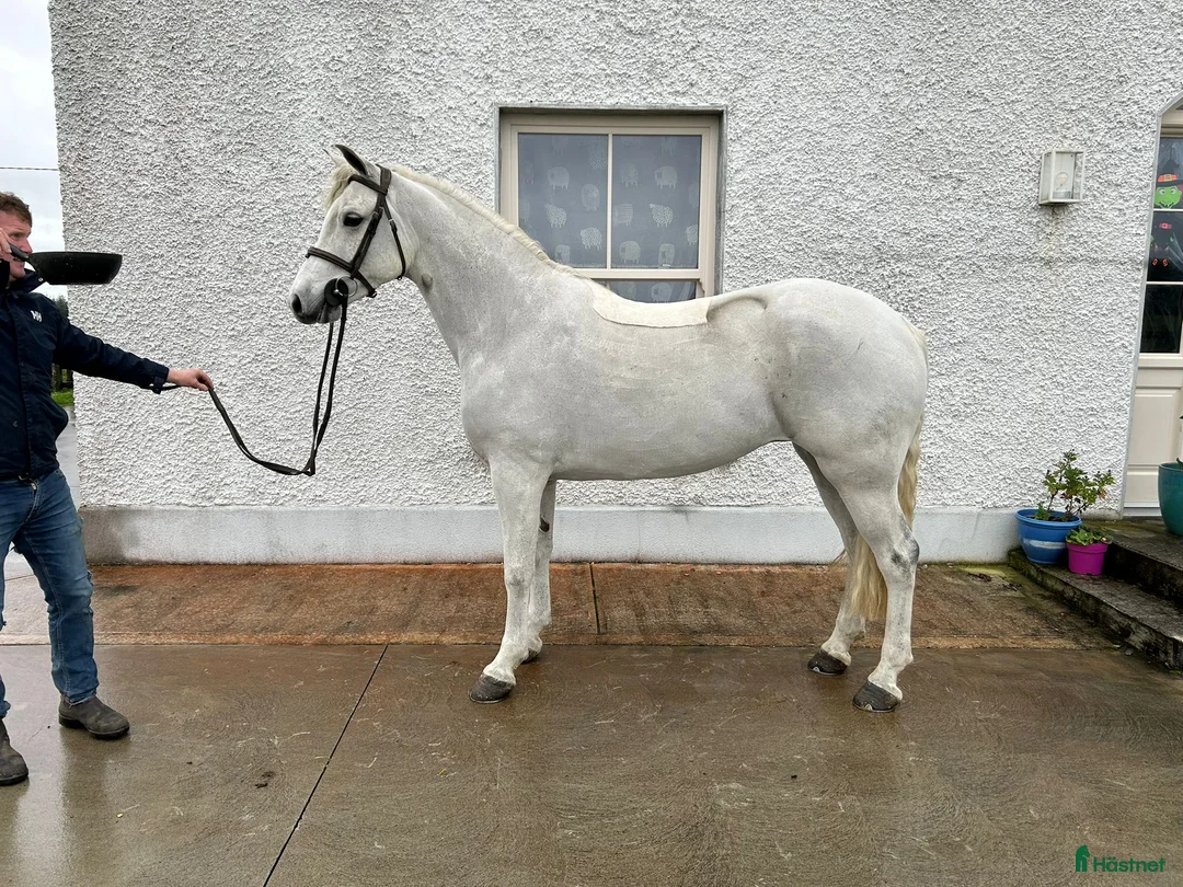 Allround hästar till salu: Alrounder/ Club Ponies i Vrigstad - Annons 8