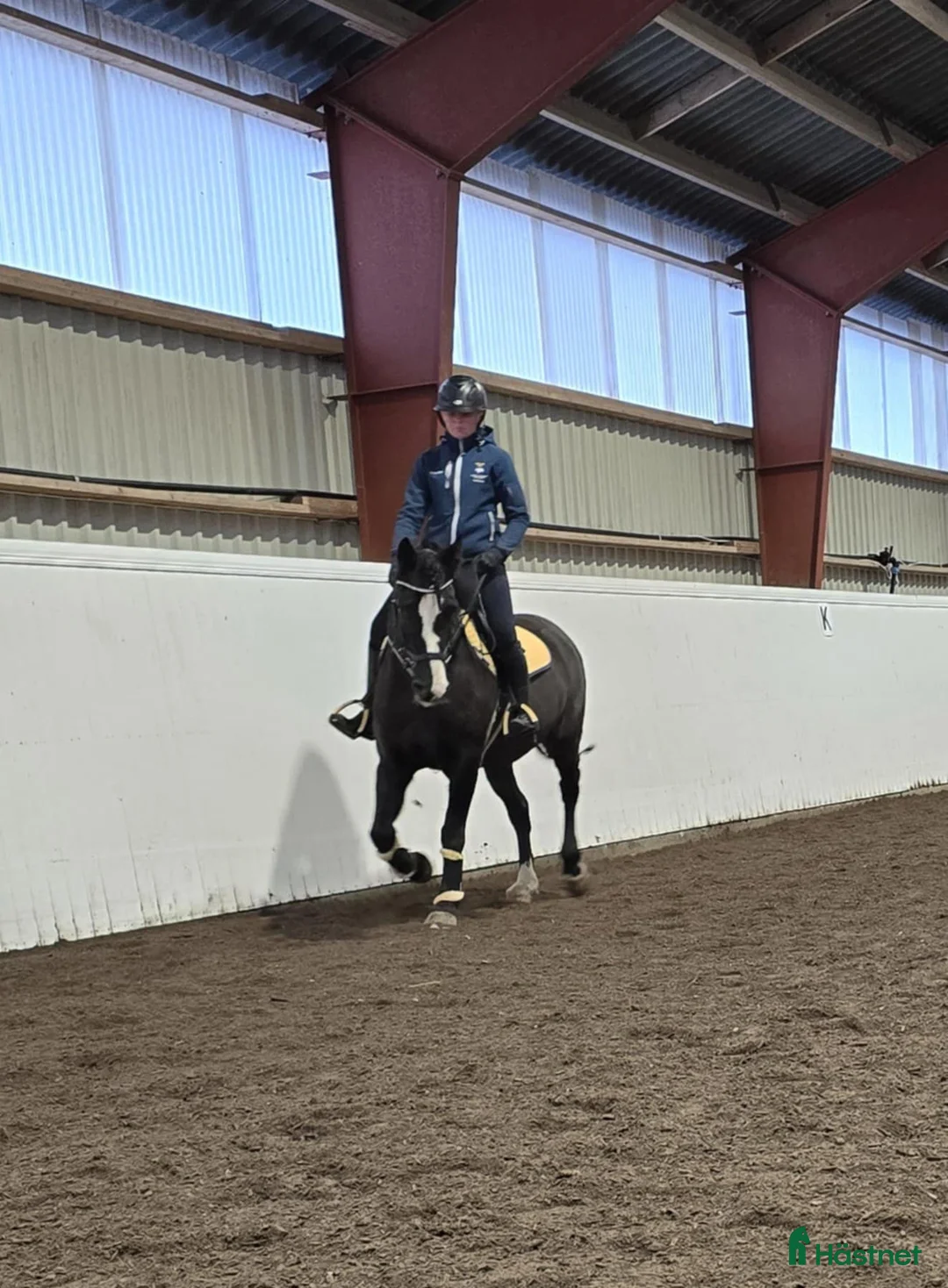 Allround hästar till salu: Trevligt sto i Harplinge - Annons 2