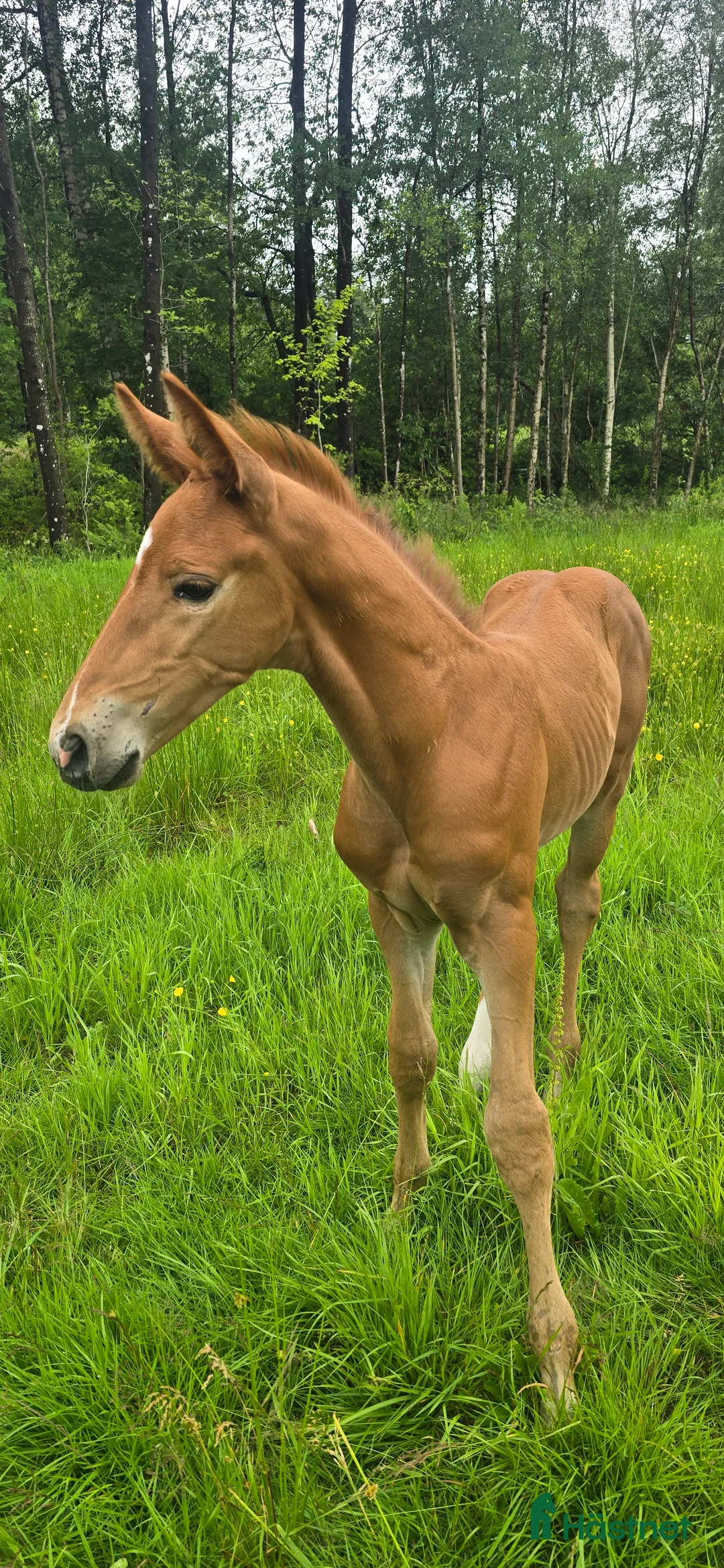 Dressyr hästar till salu: Passa på!! Dressyr löfte med högt meriterad stam! - Annons 15