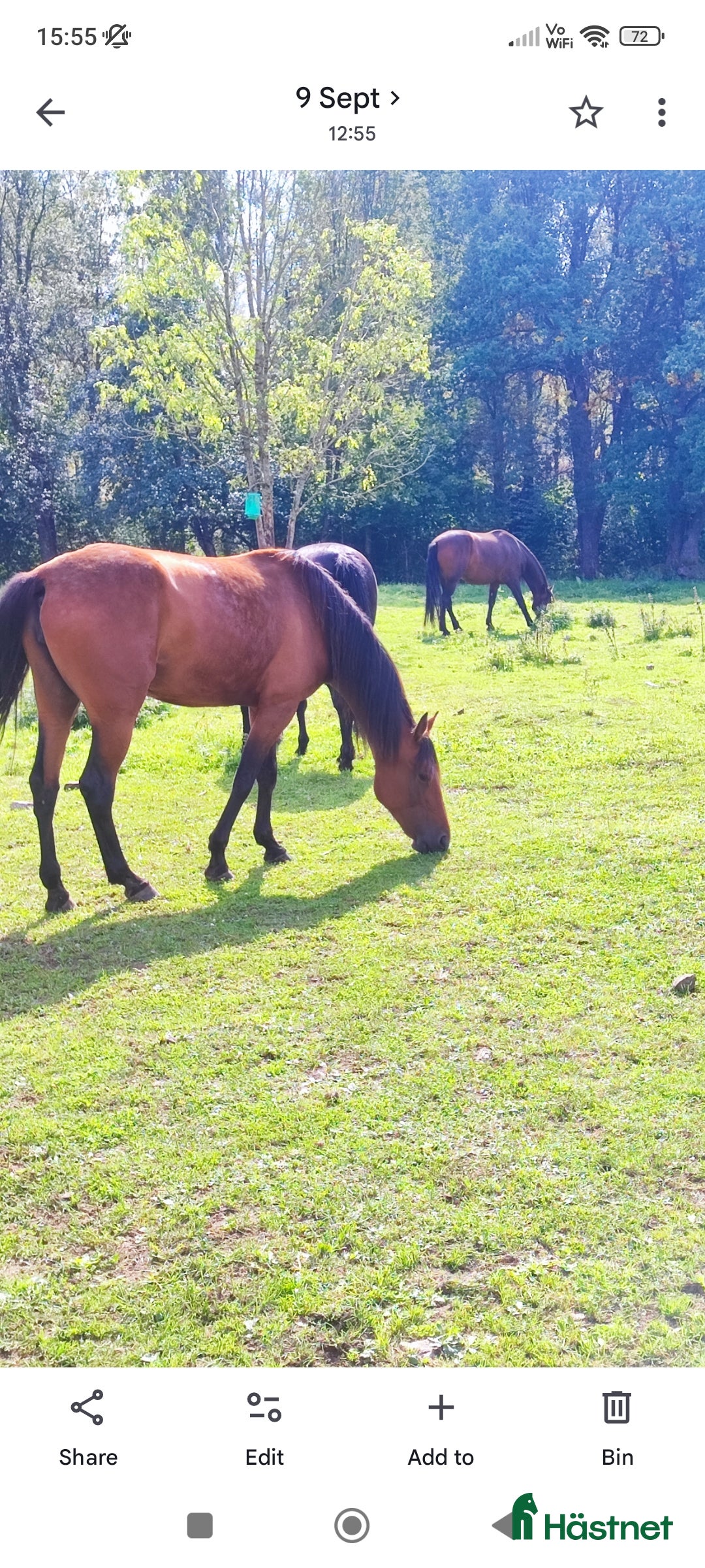 Sällskap hästar till salu: Travare sto  i Korsberga - Annons 3