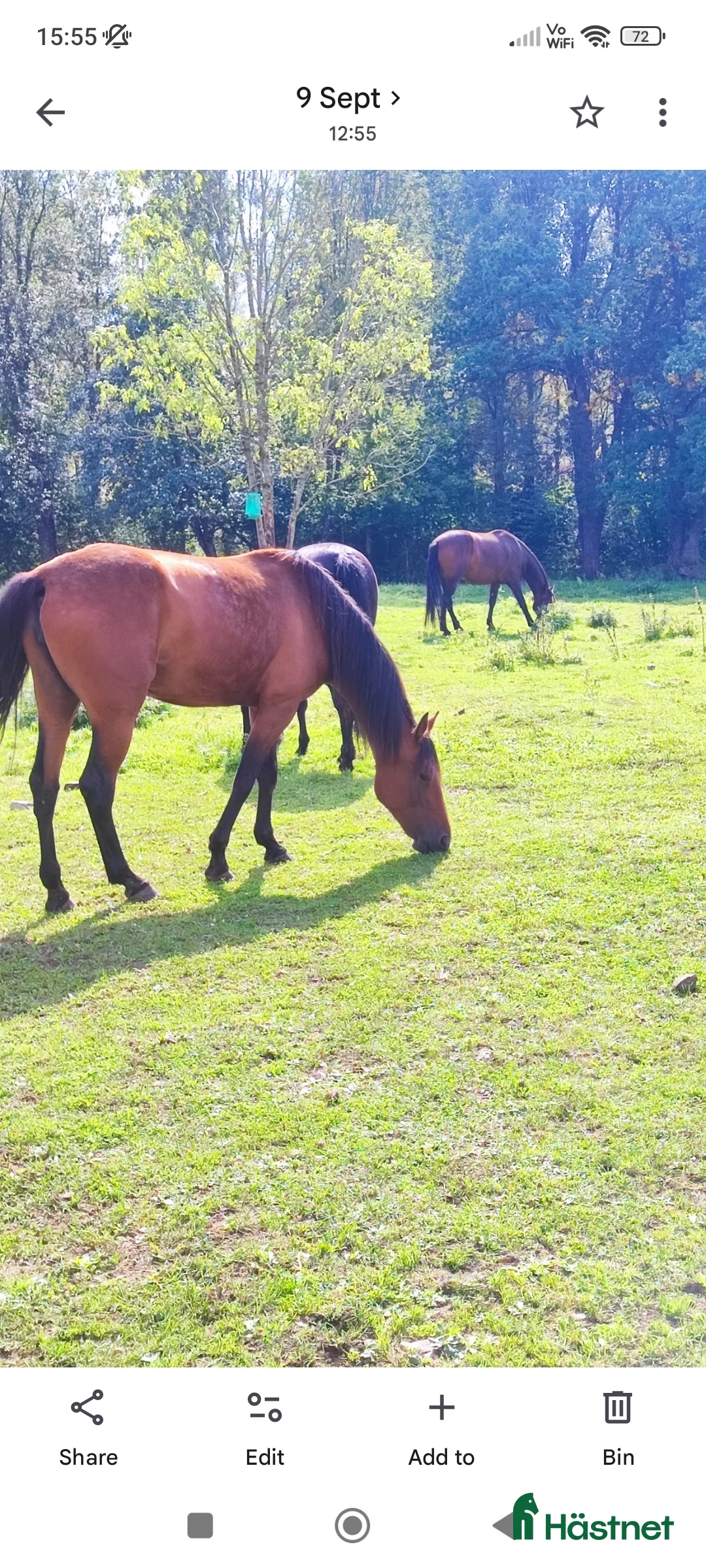 Sällskap hästar till salu: Travare sto  i Korsberga - Annons 3