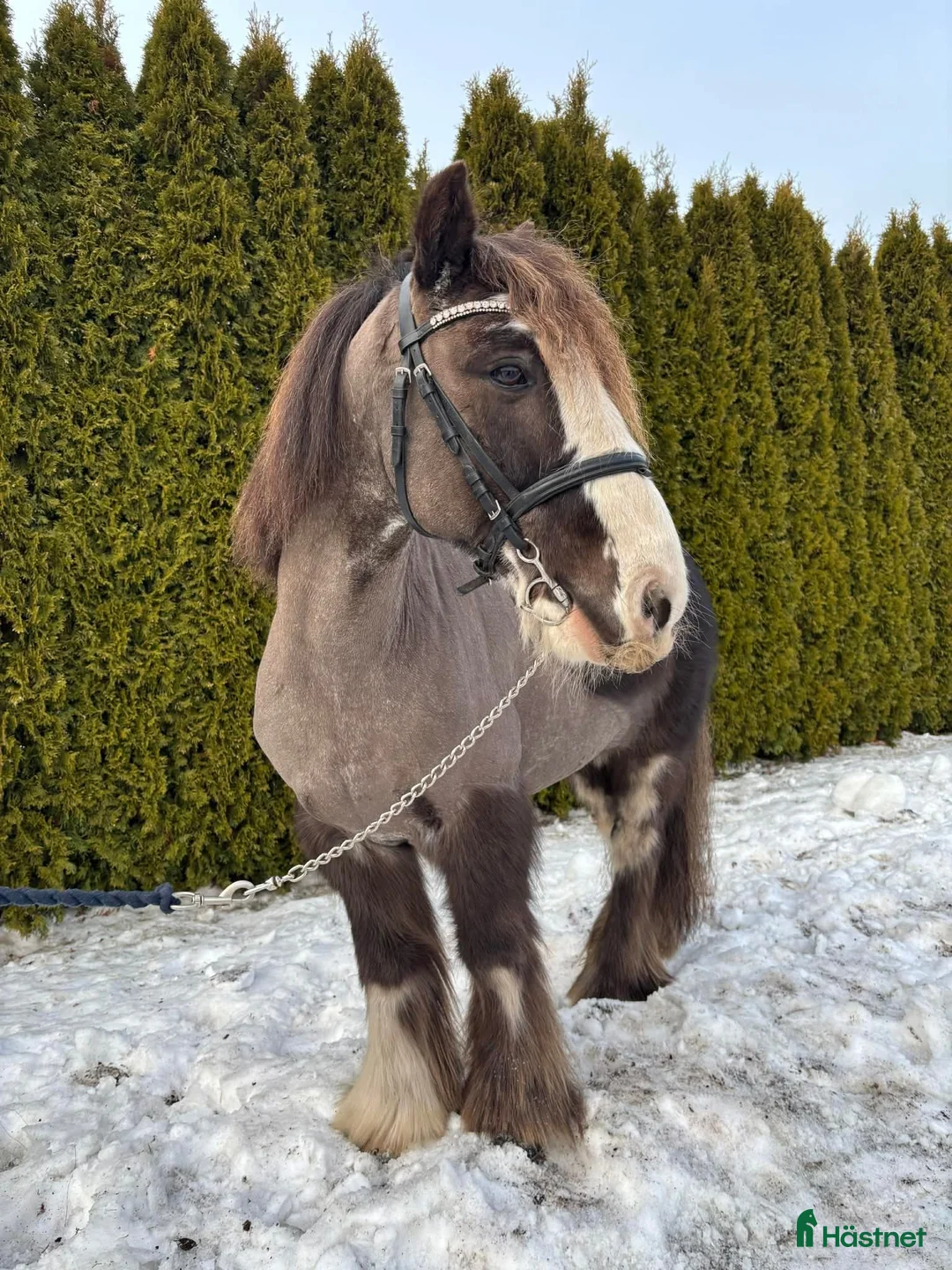 Allround hästar till salu: Bobby längtar efter ett egnet hem - Annons 1