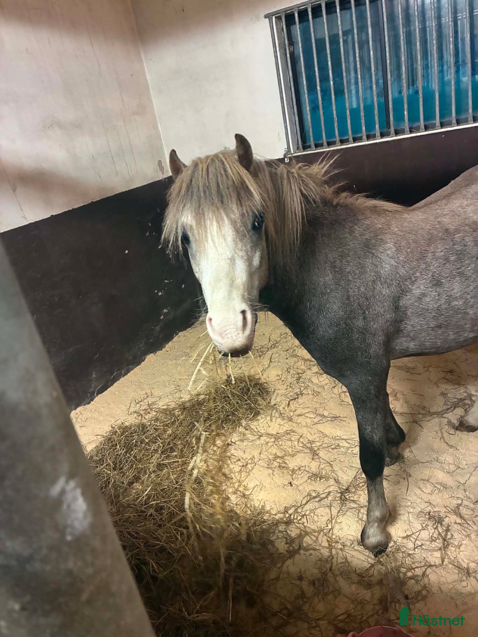  hästar Karismatisk B-ponny med stor framtidspotential - Annons 2
