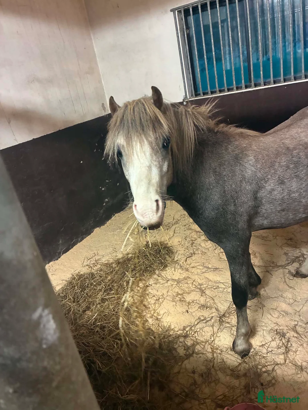 Allround hästar till salu: Karismatisk B-ponny med stor framtidspotential i Helsingborg - Annons 1