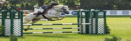 Hoppning hästar till salu:  Connemara Sport Pony - Annons 13