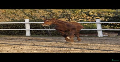  hästar i Veddige - Annons 9