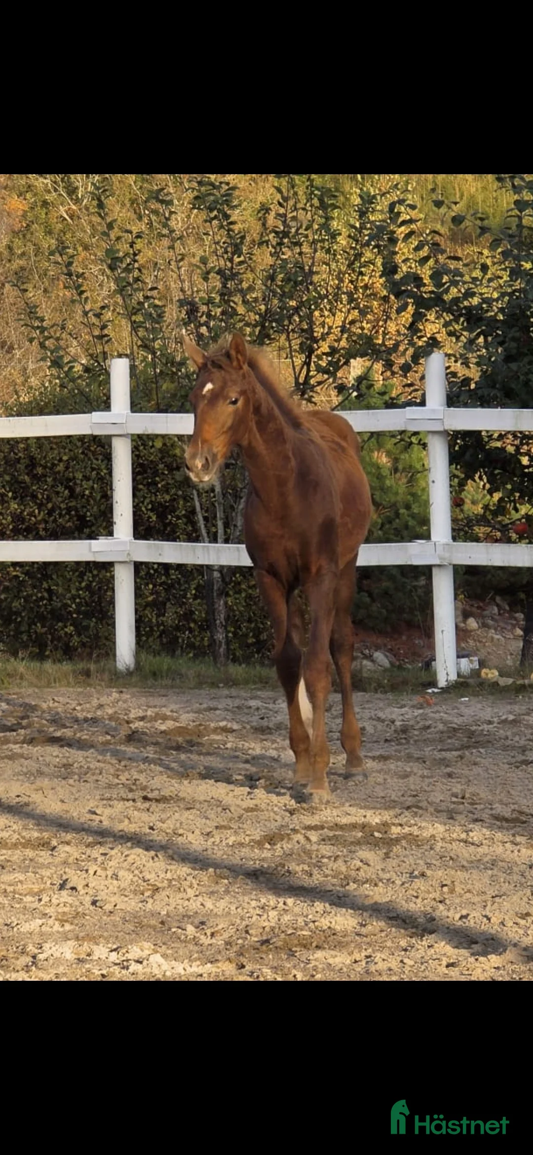 Dressyr hästar till salu: Passa på!! Dressyr löfte med högt meriterad stam! - Annons 5