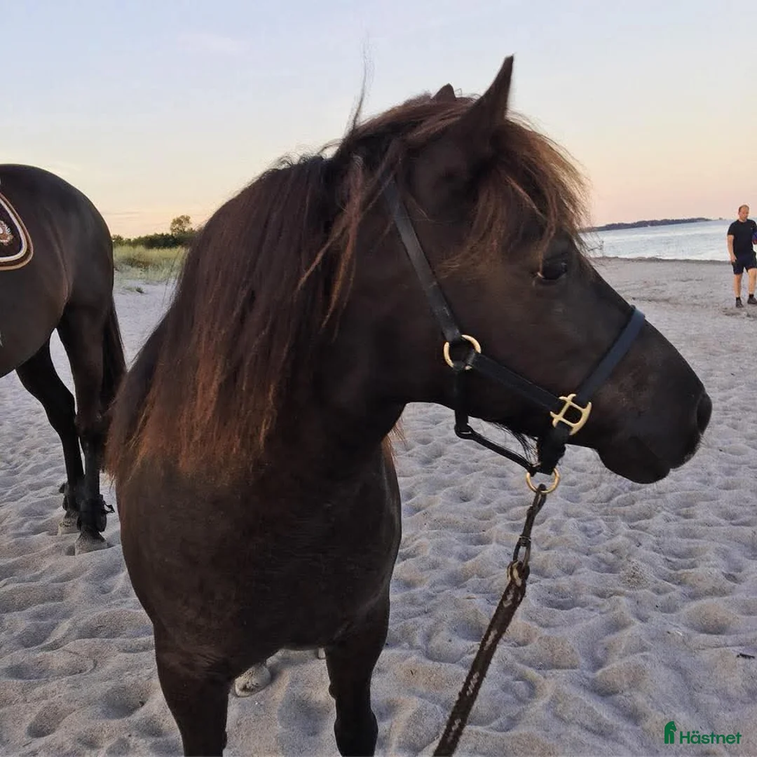 Allround hästar till salu: Intressekoll - Annons 2