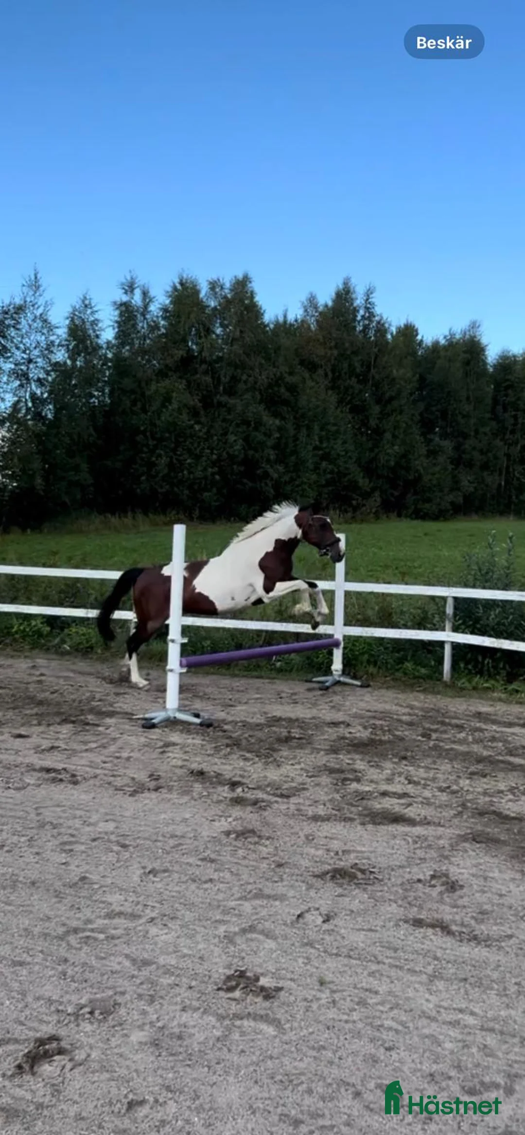 Sällskap hästar till salu: Sällskaps-/promenad-/projektponny - Annons 6