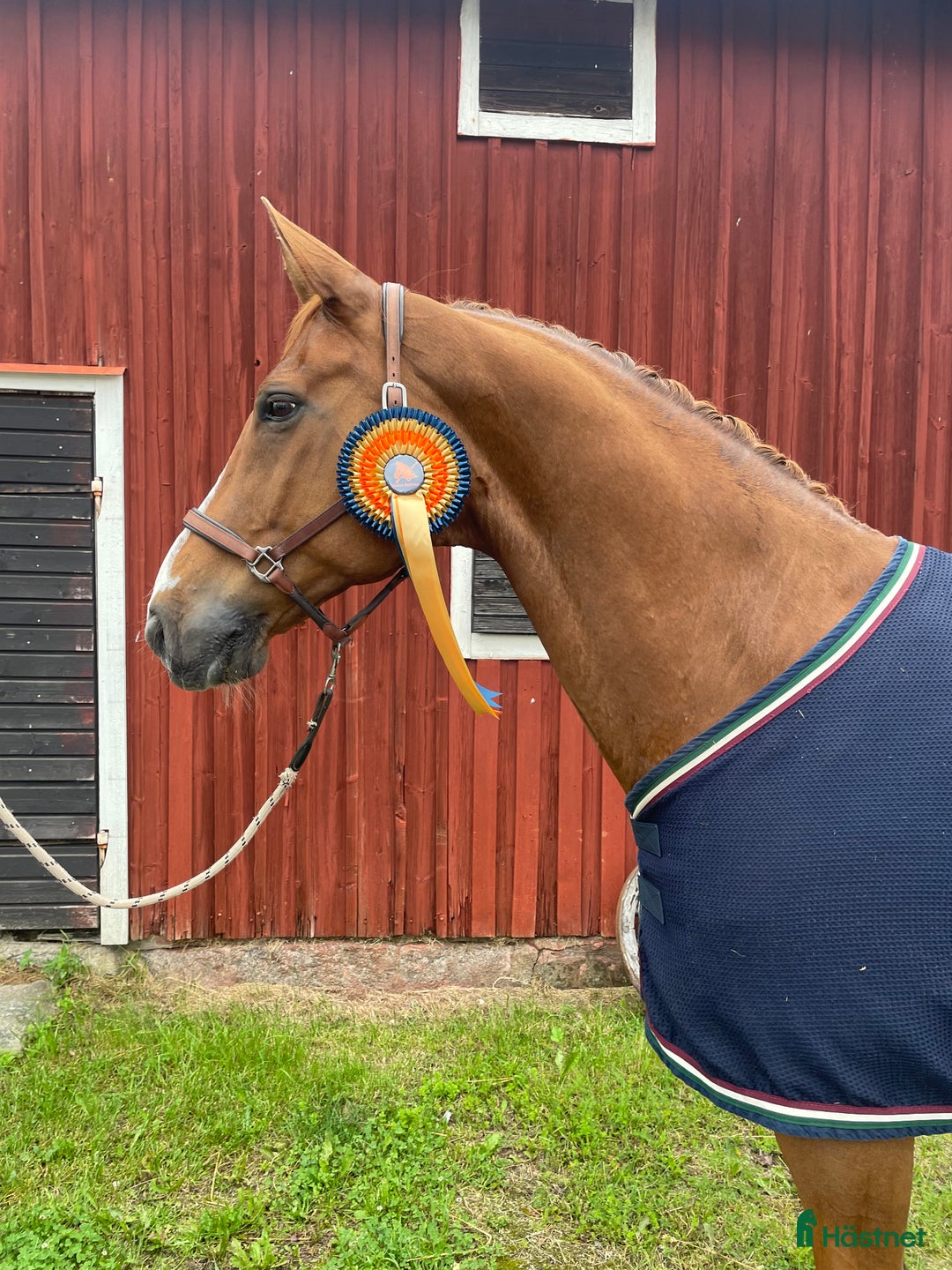 Dressyr hästar till salu: Fantastisk läromästare i Västerås - Annons 2