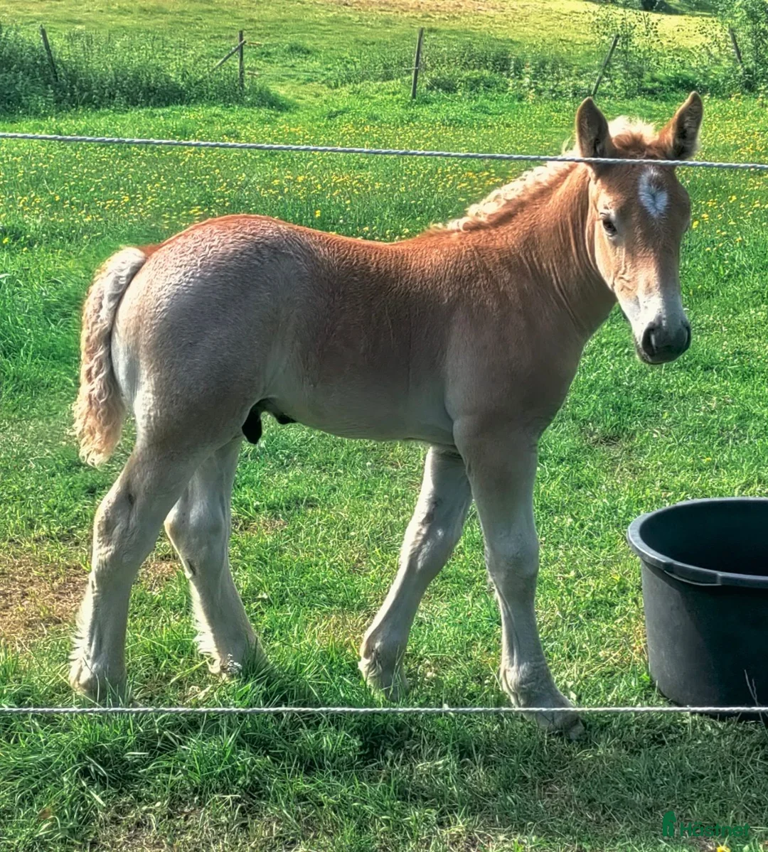 Allround hästar till salu: 🦄Underbara Major  - Annons 1