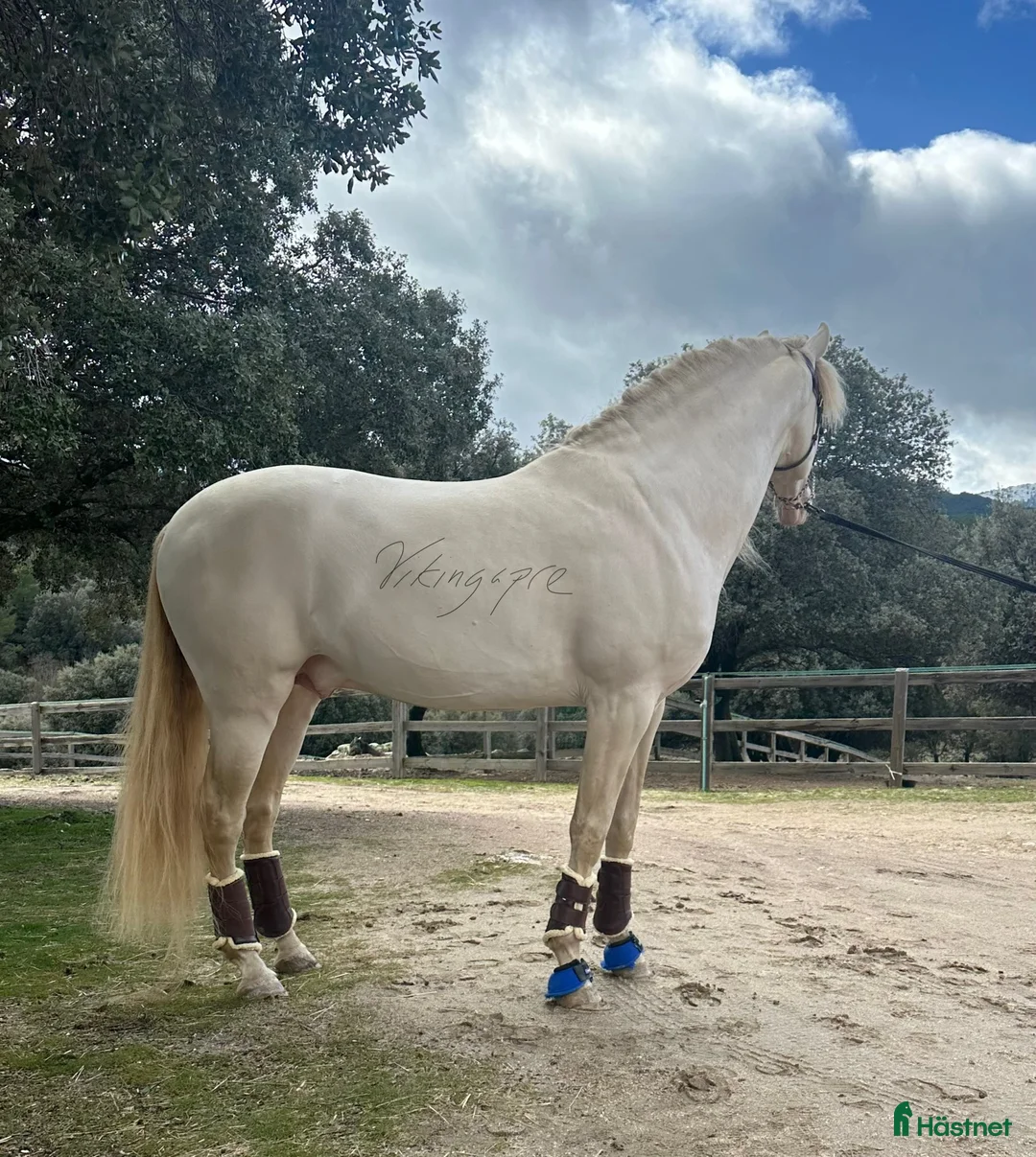 Avelshästar hästar till salu: Exklusiv CrCr PRE avelshingst  i Guadarrama - Annons 6