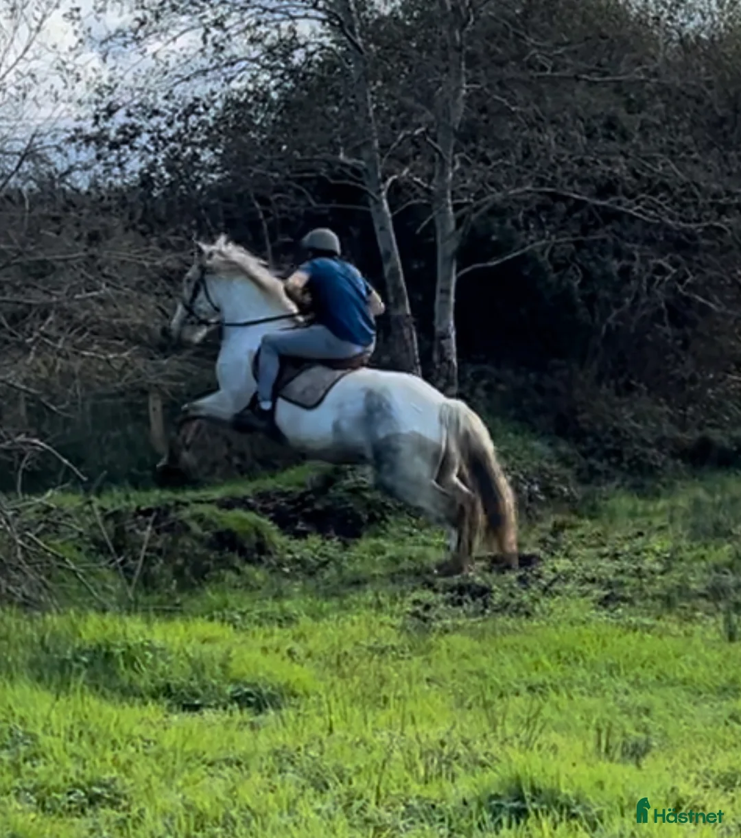 Allround hästar till salu: 150 cm gelding  i Insjön - Annons 6