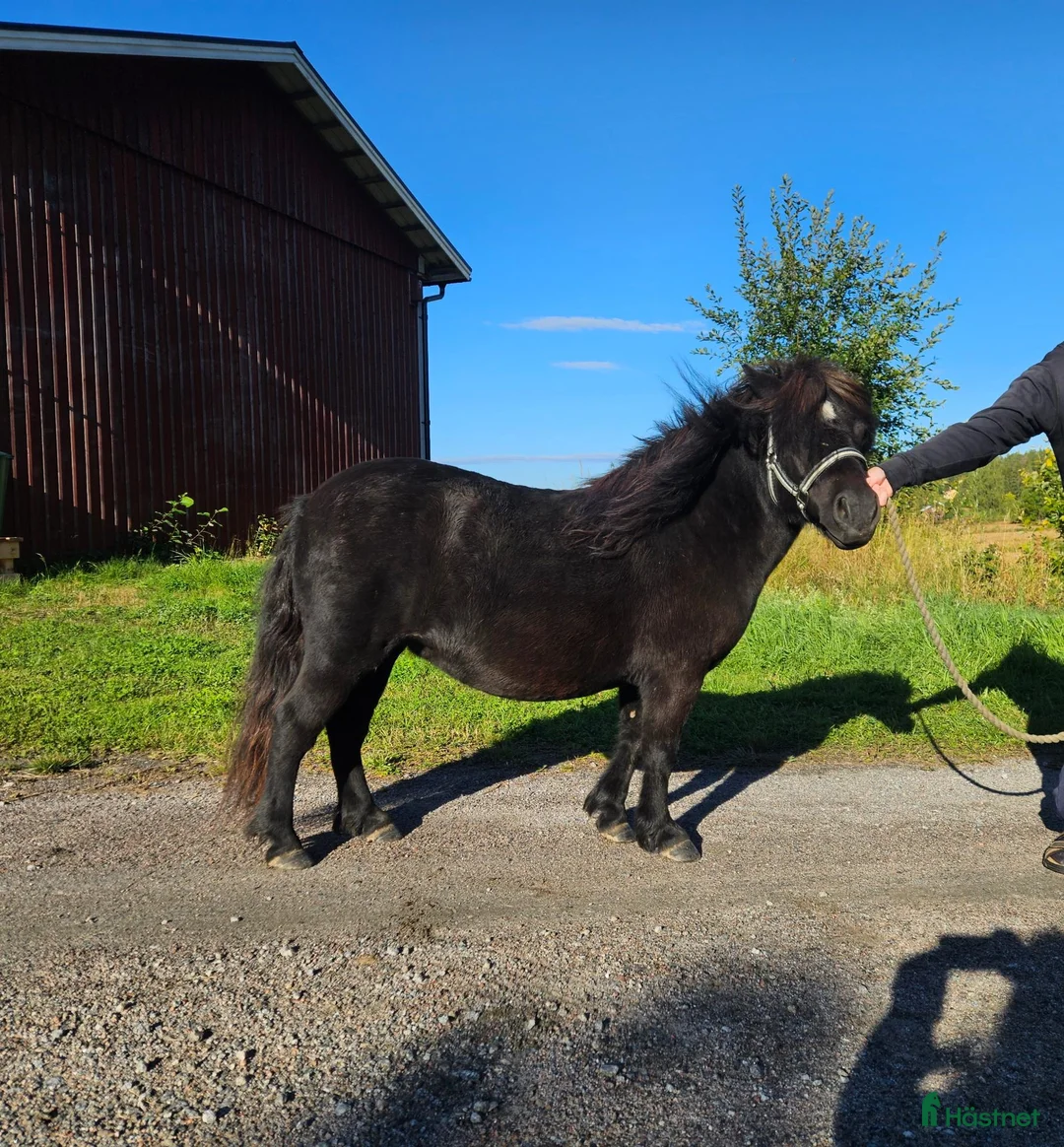 Övrigt hästar till salu: Trevlig körponny - Annons 1