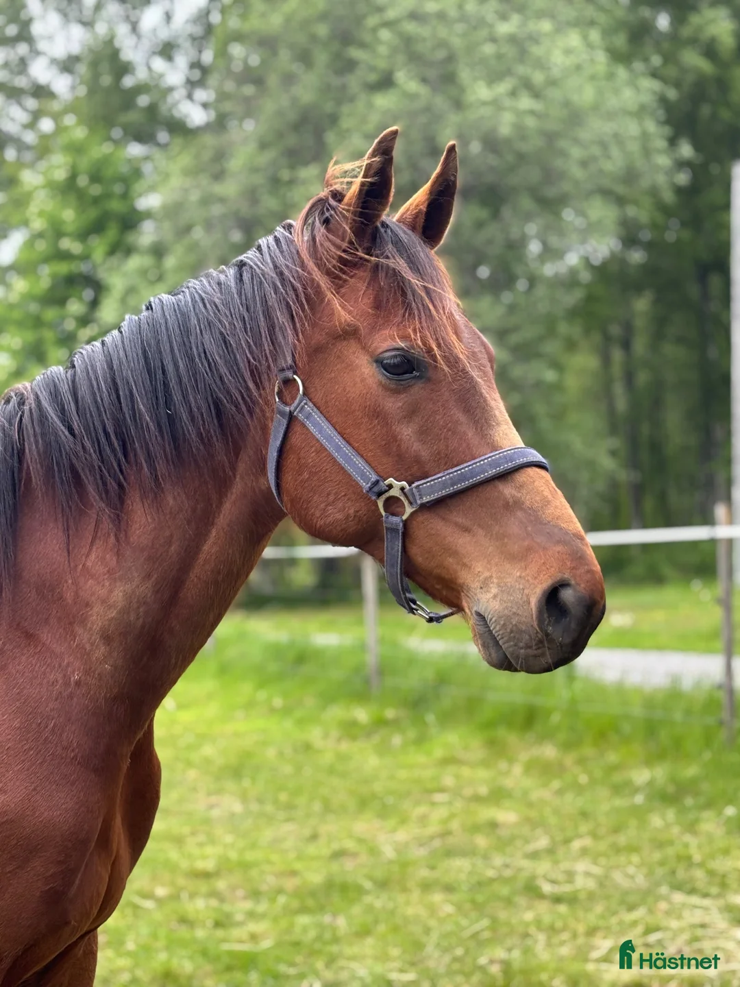 Allround hästar till salu: Trygg och okomplicerad 9-årig varmblodsvalack i Laxå - Annons 2