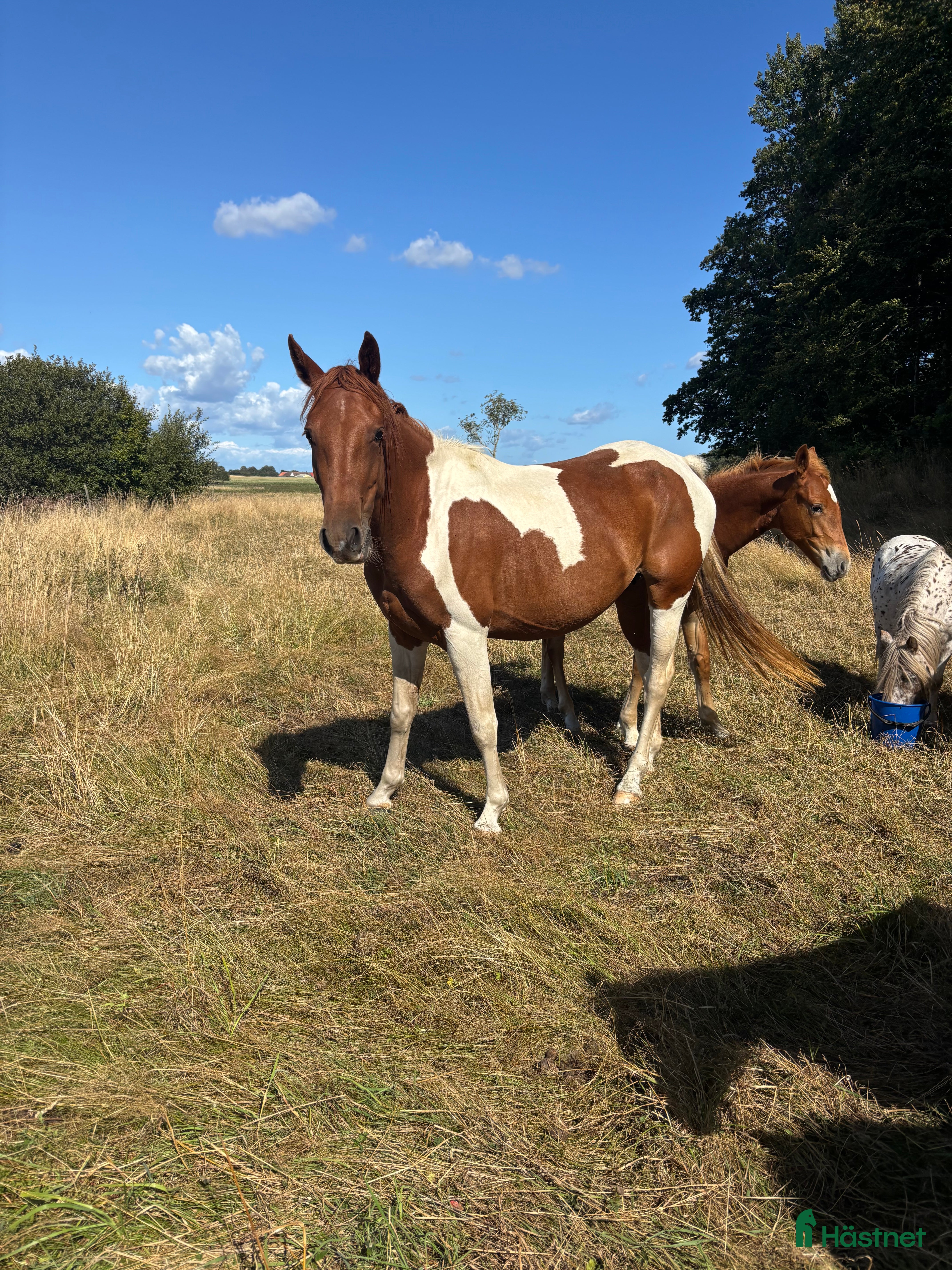  hästar Trevlig allround häst  i Smedstorp - Annons 16