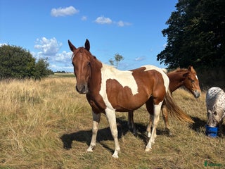 Allround hästar till salu: Trevlig allround häst i Smedstorp - Annons 2